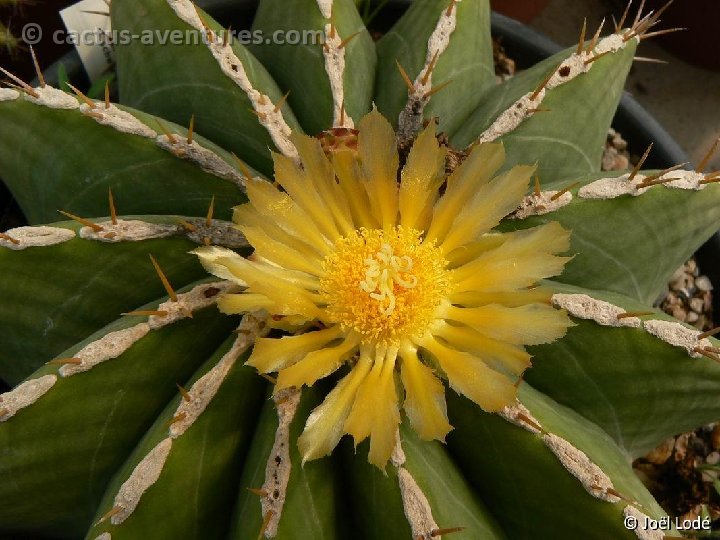 Ferocactus schwarzii P1250744